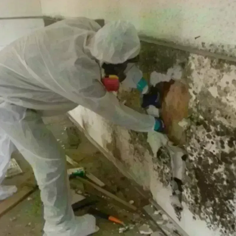 Mold Remediation and Removal in Vigo County, IN